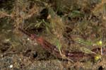 Shortfin Pipefish