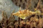 Slender Filefish 2