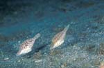 Slender Filefish Pair