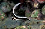 Spotted Drum Juvenile