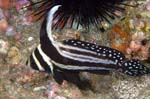 Spotted Drum