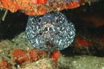 Spotted Moray 3