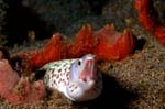 Spotted Moray 4
