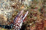 Spotted Moray