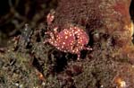 Spotted Porcelain Crab