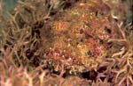 Spotted ScorpionFish