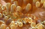 Sun Anemone Shrimp