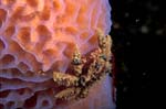 Teardrop Crab