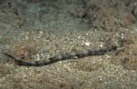 Whitenose Pipefish