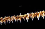 Wire Coral Shrimp