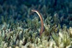 DSC_0052 (1)