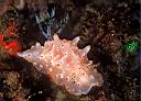 Halgerda aurantiomaculata (Nudibranc)