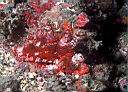 Scorpaenopsis sp? (Scorpionfish)