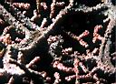 Hippocampus bargibanti (Pygmy Seahorse)