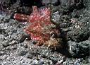 Scorpaenopsis sp? (Scorpionfish)