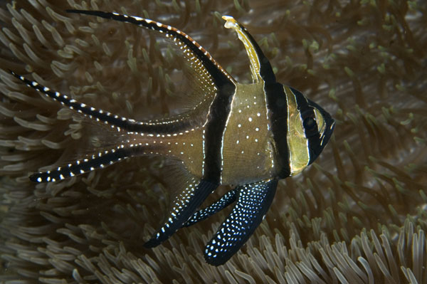 Banggai1