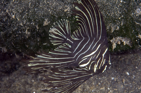 BataviaSpadefish2