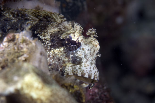 Blenny