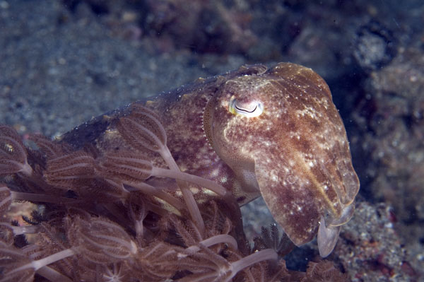 CommonCuttlefish1