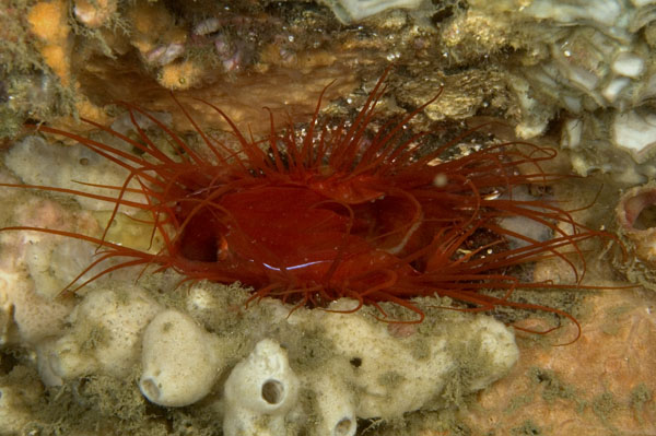 FireClam