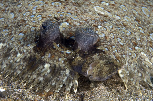 LeopardFlounder