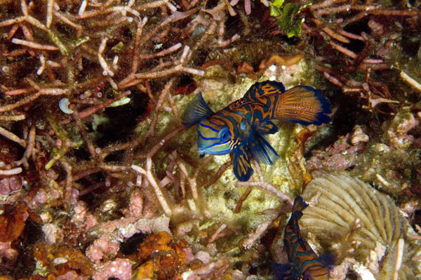 Mandarin2