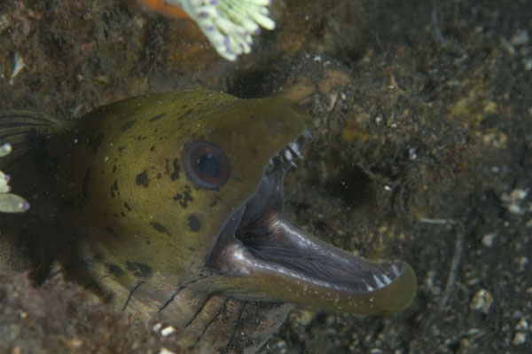 Moray1