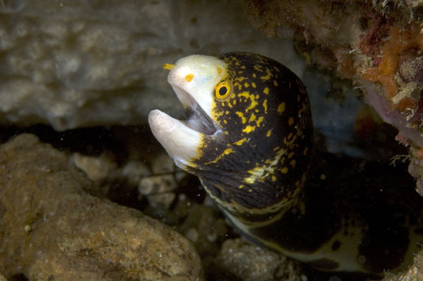 Moray2