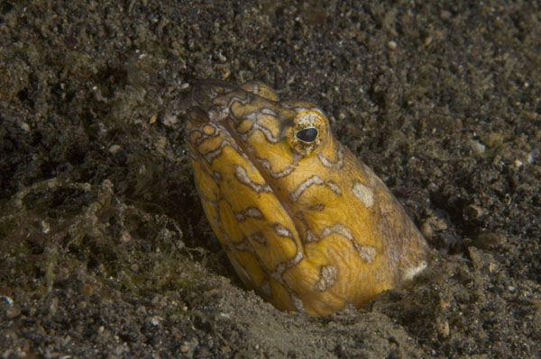 NapoleonSnakeEel