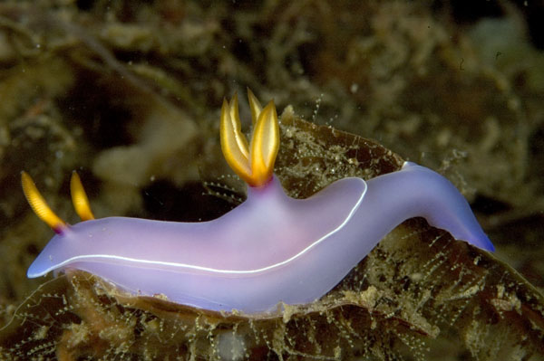 Nudibranch10