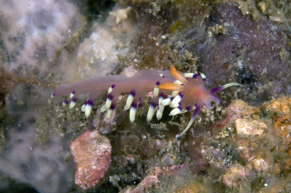 Nudibranch11