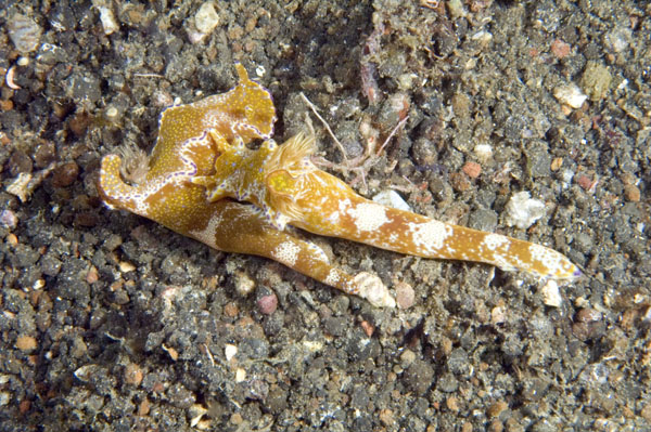 Nudibranch12