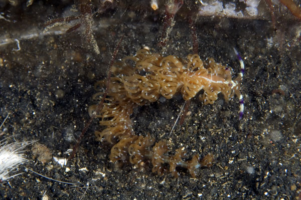 Nudibranch13