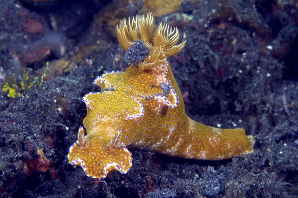 Nudibranch14