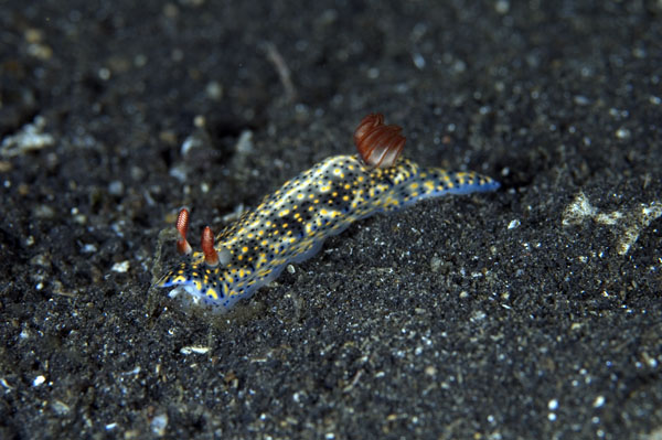 Nudibranch15