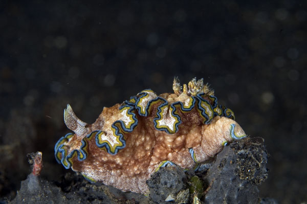 Nudibranch16