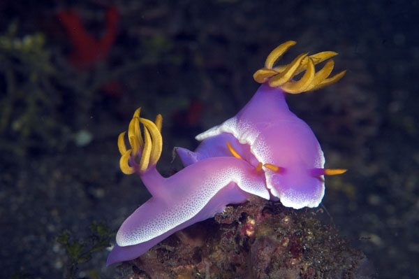Nudibranch17