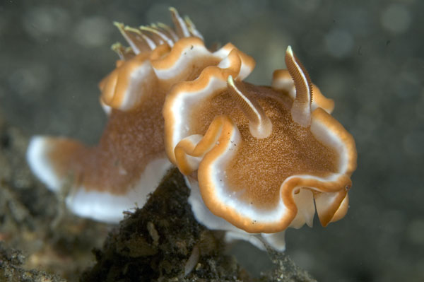 Nudibranch18
