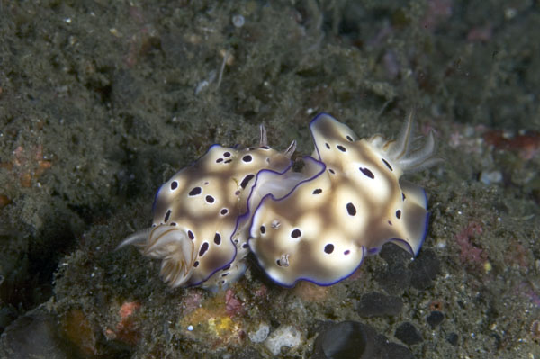 Nudibranch19