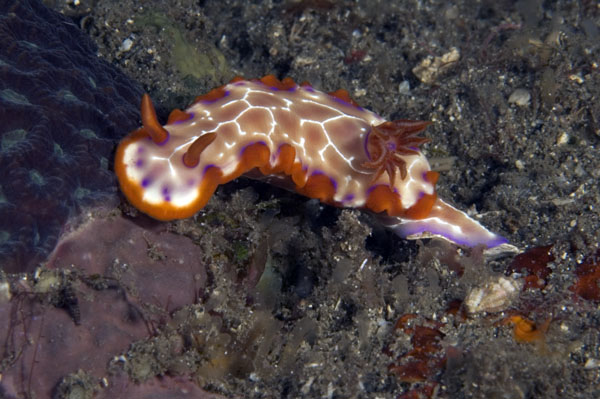 Nudibranch20