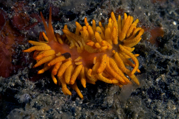 Nudibranch21