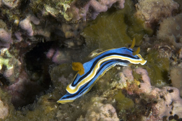 Nudibranch22