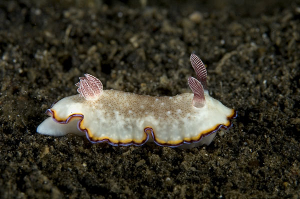 Nudibranch24