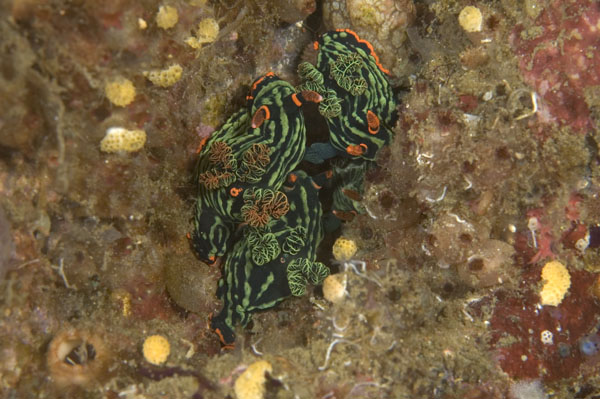 Nudibranch25