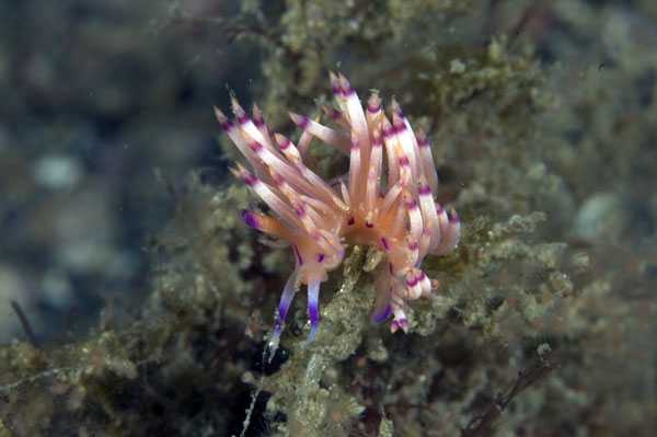 Nudibranch4
