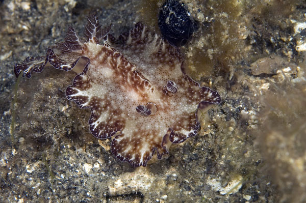 Nudibranch8