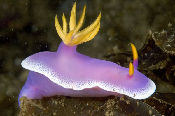 Nudibranch9