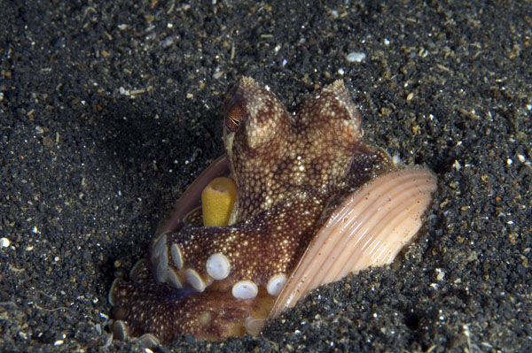 Octopus1