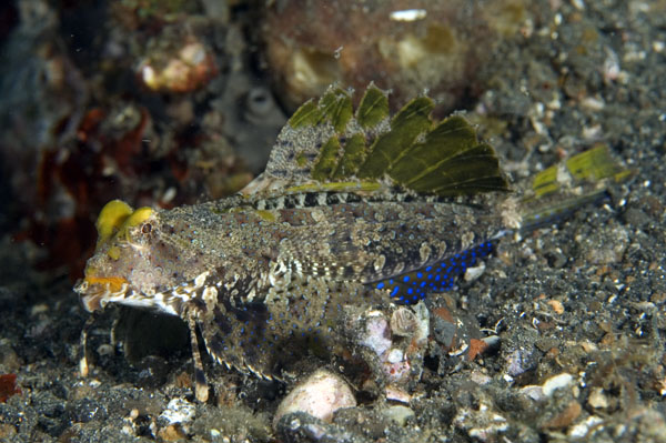 OrangeAndBlackDragonet1