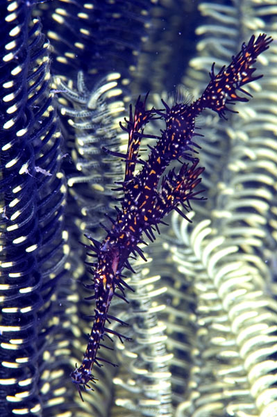 OrnateGhostPipefish1